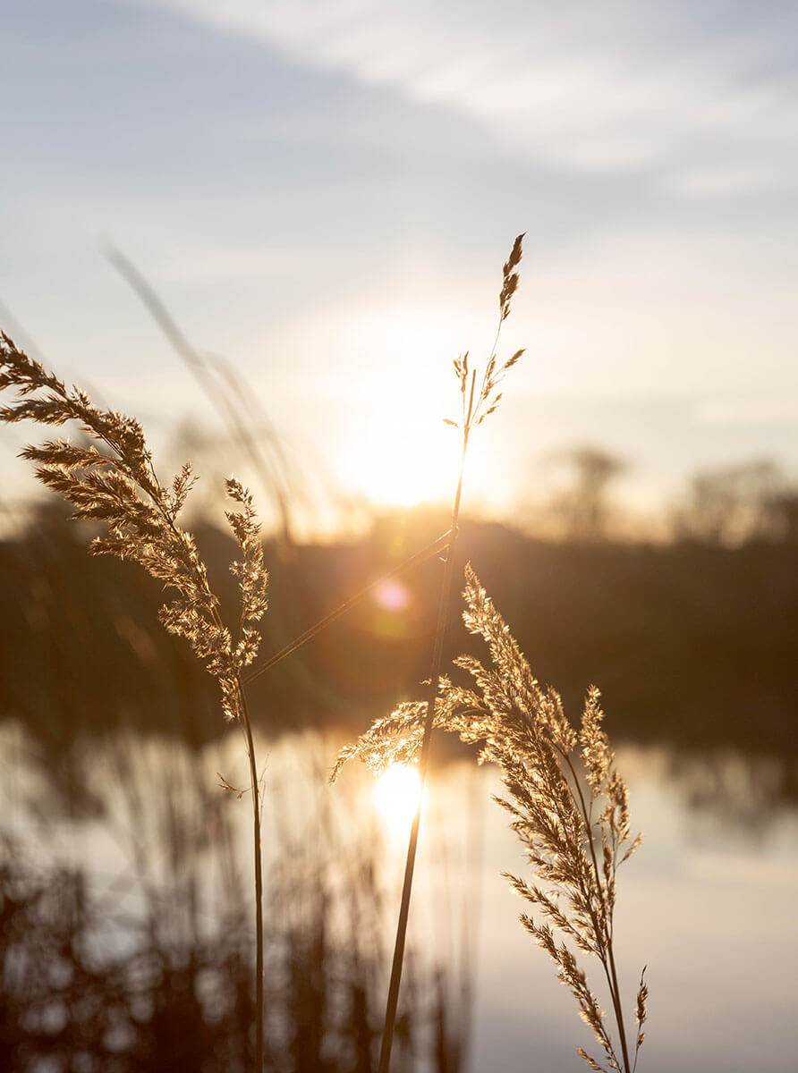 Nature photo in sunset.